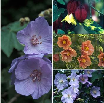 Abutilon Multiple Varieties