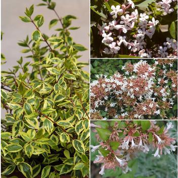 Abelia 