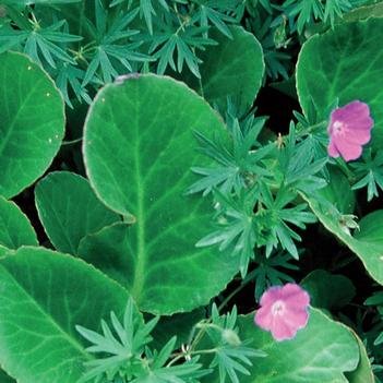Bergenia cordifolia 'Winterglut (Winter Glow)'