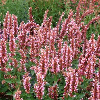 Agastache 'Cotton Candy'