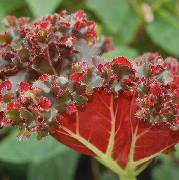 Begonia 'Madame Queen'