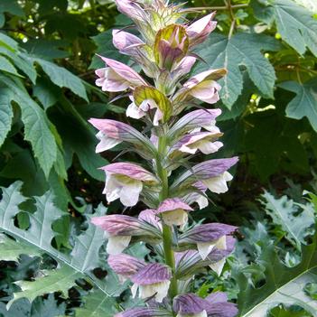 Acanthus hungaricus