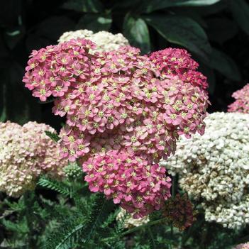 Achillea 'Weser River Sandstone'