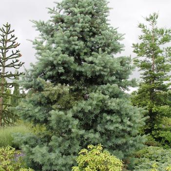 Abies concolor 'Candicans'