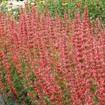 Agastache Summer™ 'Fiesta'