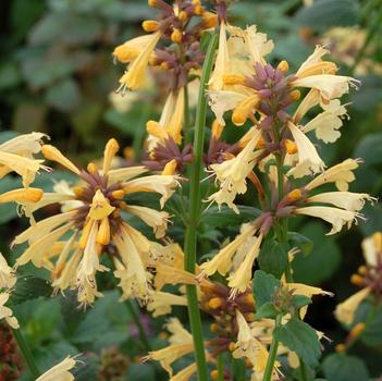 Agastache Summer™ 'Glow'