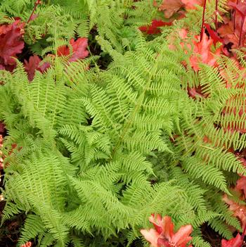 Athyrium filix-femina 'Cristatum Encourage'