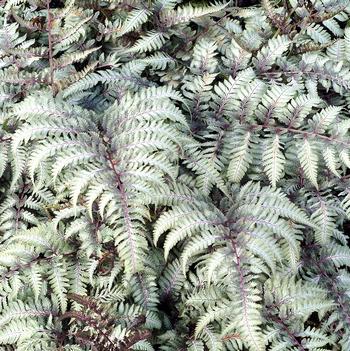Athyrium niponicum var. pictum 'Silver Falls'