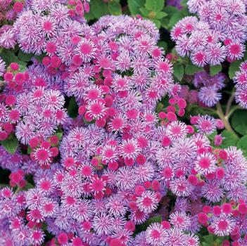 Ageratum houstonianum Artist® 'Blue Violet'