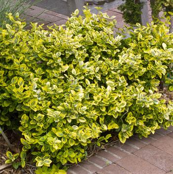Euonymus fortunei 'Emerald n' Gold'