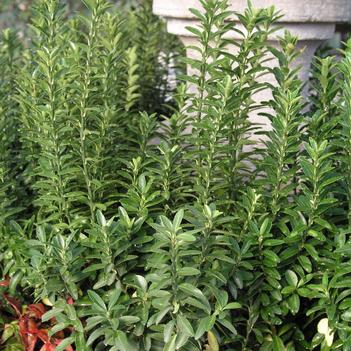 Euonymus japonica 'Microphylla'