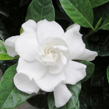 Gardenia jasminoides 'Veitchii'