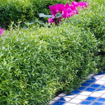 Myrtus communis 'Compacta'