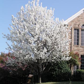 Pyrus calleryana 'Bradford'