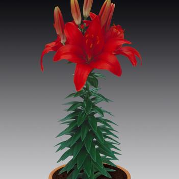Lilium asiaticum Lily Looks 'Tiny Hope'