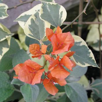Bougainvillea 'Bengal Orange'