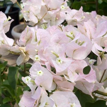 Bougainvillea 'White Madonna'
