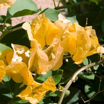 Bougainvillea 'Golden Glow'