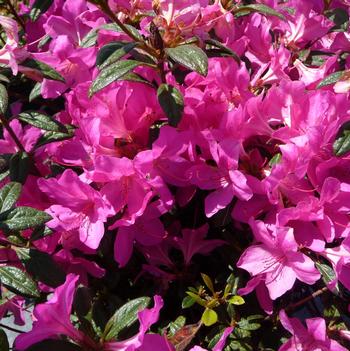 Rhododendron Encore® 'Autumn Amethyst®'