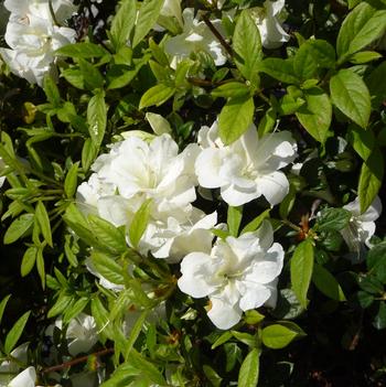 Rhododendron Encore® 'Autumn Moonlight®'