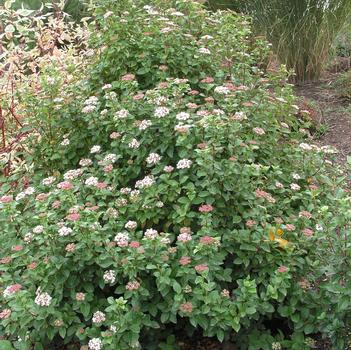 Viburnum tinus 'Robustum'