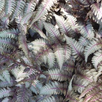 Athyrium niponicum 'Pictum'