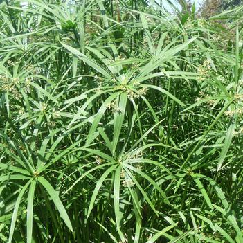 Cyperus alternifolis