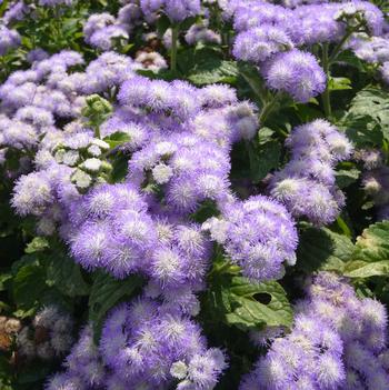 Ageratum houstonianum Patina™ 'Delft'