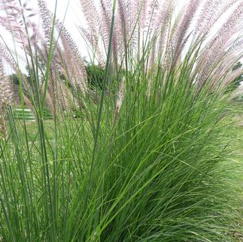 Pennisetum setaceum