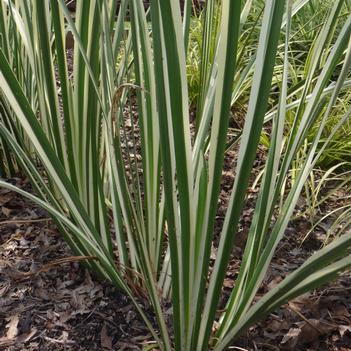 Acorus calamus 'Variegatus'