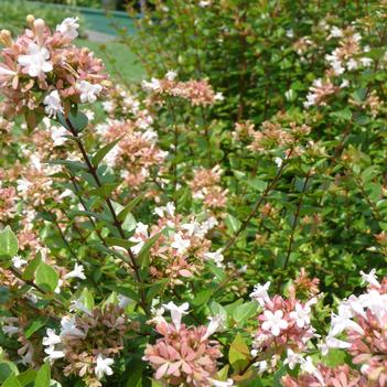 Abelia x chinensis 'Rose Creek'
