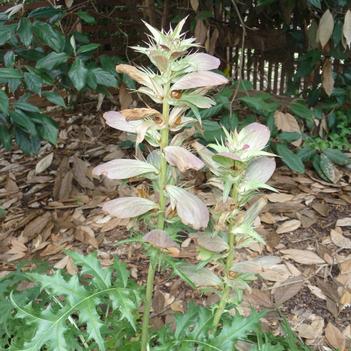 Acanthus spinosus