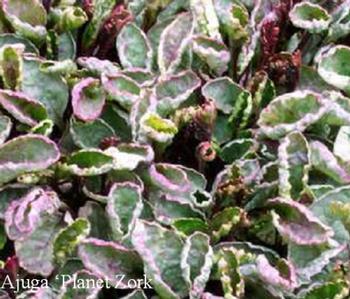 Ajuga reptans 'Planet Zork'