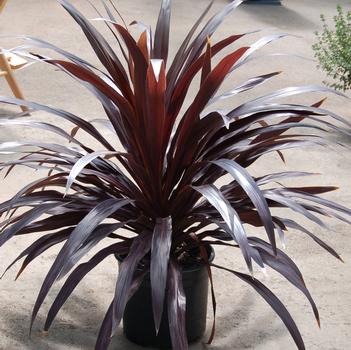 Cordyline 'Renegade'