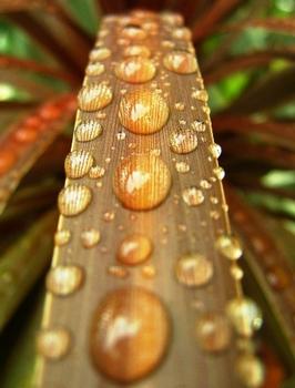 Cordyline Design a Line™ 'Caramel'