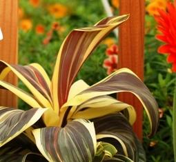 Cordyline 'Mocha Latte'