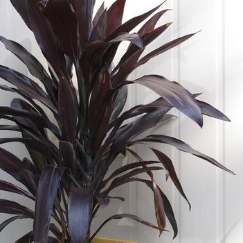 Cordyline Caruba® Black