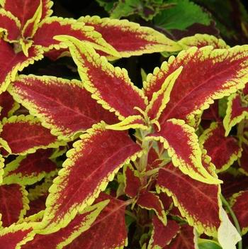 Coleus 'Defiance'