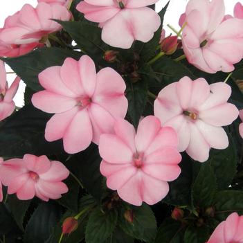 Impatiens SunPatiens®