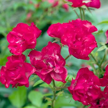 Rosa Easy Elegance® 'Mystic Fairy®'