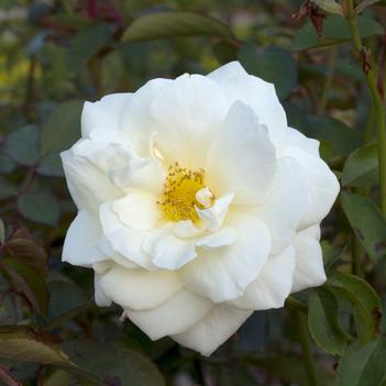 Rosa Easy Elegance® 'Macy's Pride™'