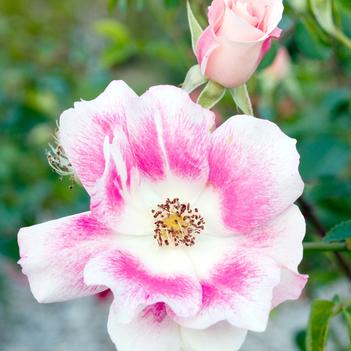 Rosa Easy Elegance® 'Funny Face™'