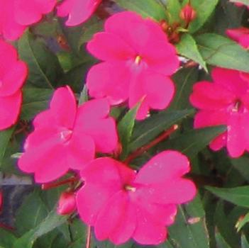 Impatiens SunPatiens®