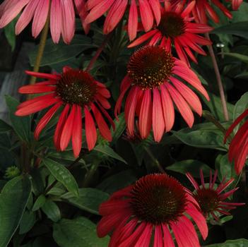 Echinacea purpurea Big Sky™ 'Twilight'