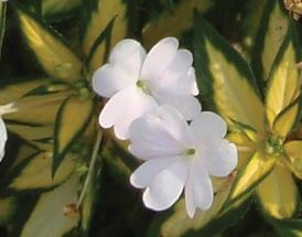 Impatiens SunPatiens®