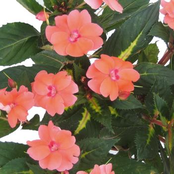 Impatiens SunPatiens®