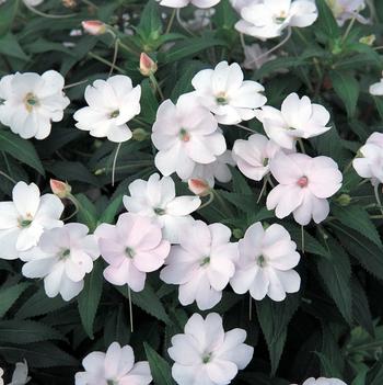 Impatiens SunPatiens®