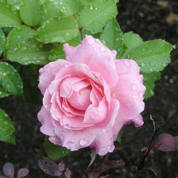 Rosa 'Belinda's Dream'