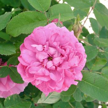 Rosa 'Autumn Damask'