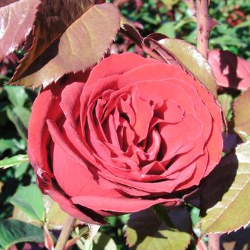 Rosa 'American Glory'